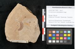 Foto (Objekt + Etikett) von Cinnamomum lanceolatum Unger (NHMW-GEO-2024-0188-11406)
